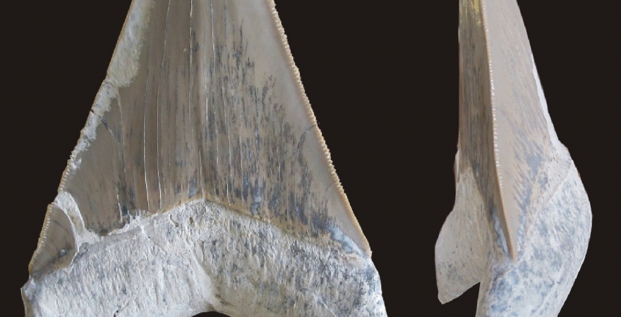 Imágenes del diente de tiburón encontrado en Porcuna.