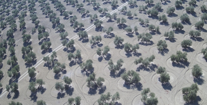 Foto aérea de olivar captada por un dron.