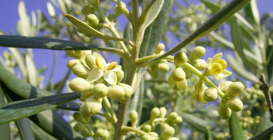 Floración del olivo. Foto: Fundación Descubre.