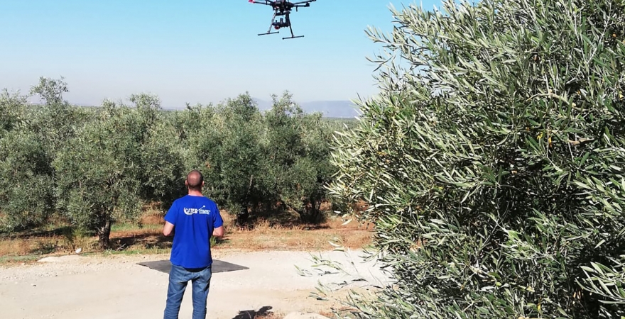 Trabajo con dron en un olivar.