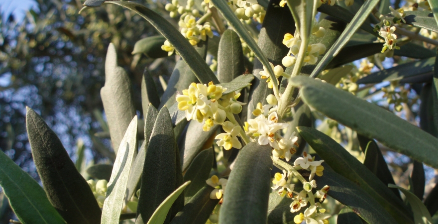 Detalle de una rama de olivo. (Foto: Archivo UJA).