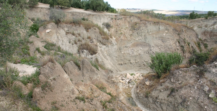 Imagen de erosión en un olivar en Lupión.
