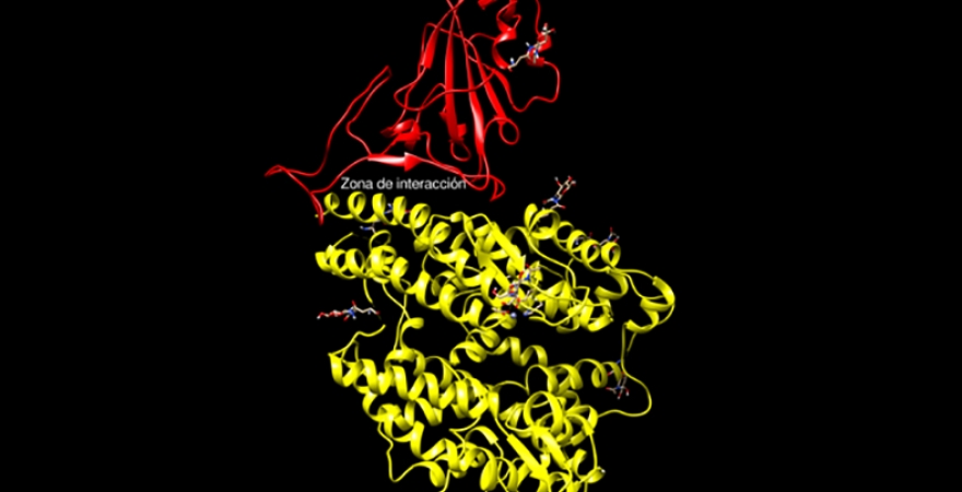 Parte de la proteína-S del SARS-CoV-2 (espícula) y de la proteína ACE-2