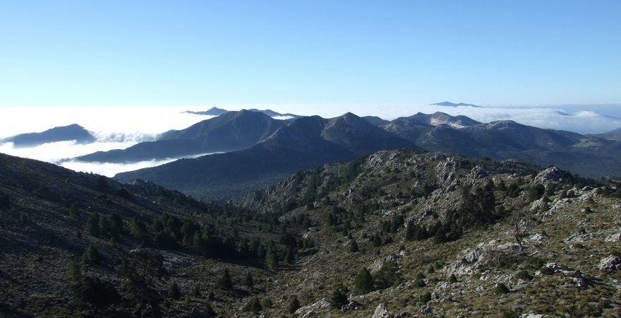 Bosque de pinsapos en la Cordillera Bética.