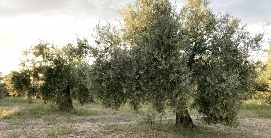 Un olivar de la provincia de Jaén.