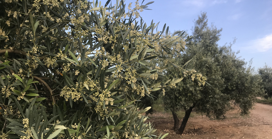Rama sana de olivo con el fruto en proceso de germinación.