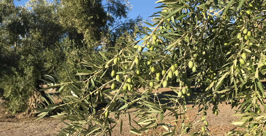 Rama de olivo con aceituna, en un olivar de Jaén.