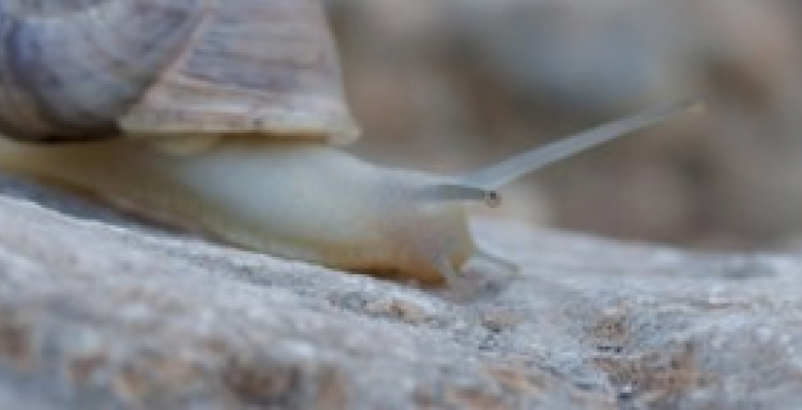 Caracol del género Iberus (concretamente, de la especie I. gualtieranus alonensis).