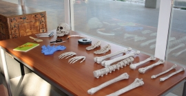 Algunos materiales expuestos en la exposición de arqueología egipcia. 