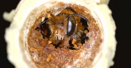 Foto de abeja en una cavidad con miel y néctar.
