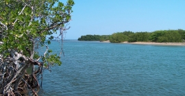 Imagen del manglar en República Dominicana.