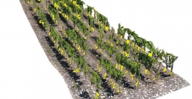 Imagen 3D obtenida de una plantación de vides.
