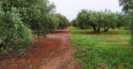 Un olivar con una gestión intensiva y otro con baja intensión de la cobertura vegetal del suelo.