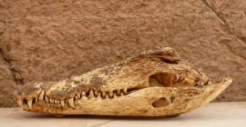 Un cráneo de cocodrilo.