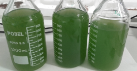 Muestras del cultivo de microalgas