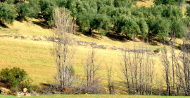 Foto de olivar