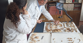 Análisis de restos óseos por los investigadores de la UJA.
