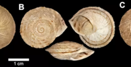 Ejemplares con fenotipo de I. cobosi que muestran evidencias de hibridación con I. marmoratus. A) Individuo con marcadores mitocondriales propios de I. marmoratus. B) Ejemplar que presenta las bandas características de I. marmoratus. C) Individuo con labio rosado, un rasgo distintivo de I. marmoratus. Todos ellos documentados en la primavera de 2026 en la cresta oriental de la Sierra de Abdalajís, abarcando la práctica totalidad de los exiguos 0,4 km² tradicionalmente atribuidos a I. cobosi.