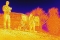 Imagen térmica de los investigadores de la UJA.