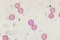 Imagen de granos de polen y gramíneas captada a través del microscopio.