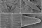 Imagen de una de las nuevas especies de diatomeas bentónicas descubierta, denominada Craticula gadorensis.