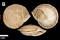 Ejemplares con fenotipo de I. cobosi que muestran evidencias de hibridación con I. marmoratus. A) Individuo con marcadores mitocondriales propios de I. marmoratus. B) Ejemplar que presenta las bandas características de I. marmoratus. C) Individuo con labio rosado, un rasgo distintivo de I. marmoratus. Todos ellos documentados en la primavera de 2026 en la cresta oriental de la Sierra de Abdalajís, abarcando la práctica totalidad de los exiguos 0,4 km² tradicionalmente atribuidos a I. cobosi.