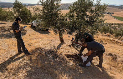 Investigadores realizan labores de muestreo en una de las fincas adheridas al proyecto