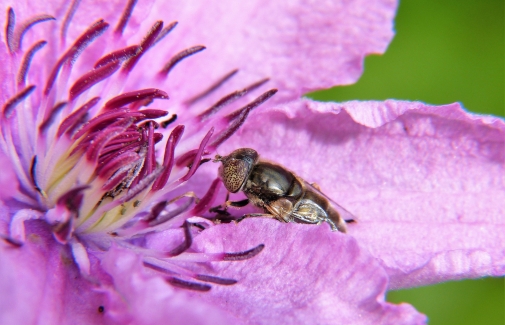 La utilización masiva de pesticidas está relacionada con la desaparición de colonias de abejas