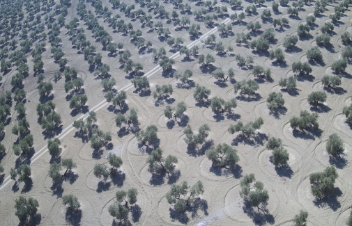 Foto aérea de olivar captada por un dron.
