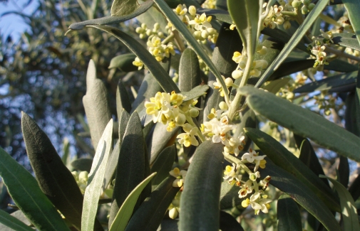 Rama de olivo en flor.
