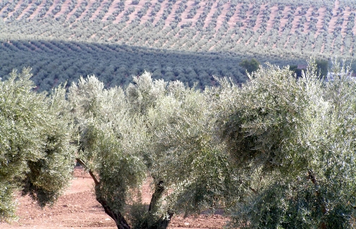 Imagen de un olivar de la provincia de Jaén.