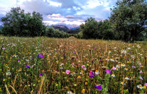 Imagen de olivar con cubierta herbácea.