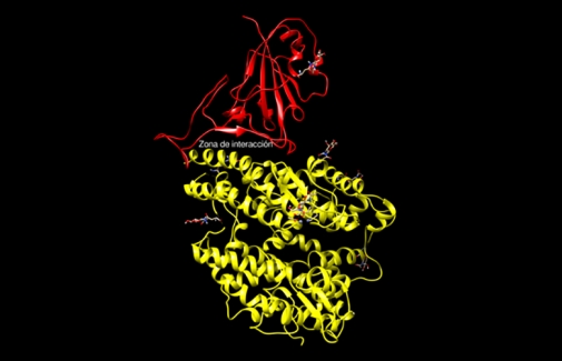 Parte de la proteína-S del SARS-CoV-2 (espícula) y de la proteína ACE-2