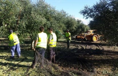 Recolección de aceituna en un olivar.