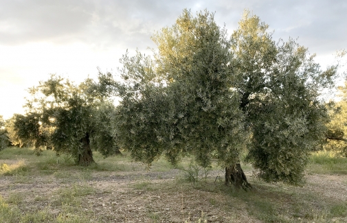 Un olivar de la provincia de Jaén.