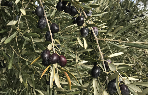 Rama de olivo con aceituna.