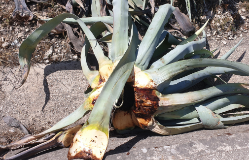 Ejemplar de agave muerto.