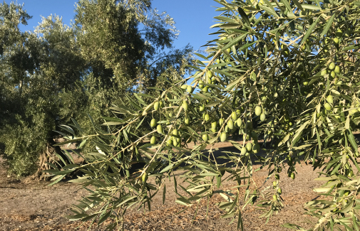 Rama de olivo con aceituna, en un olivar de Jaén.